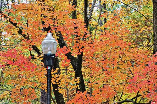 Autumn Light Poster featuring the photograph Autumn Light by Lisa Wooten