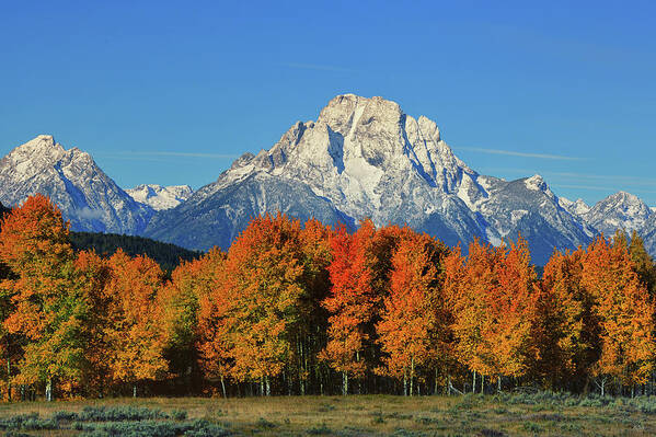 Mount Moran Poster featuring the photograph Autumn Peak Under Moran by Greg Norrell