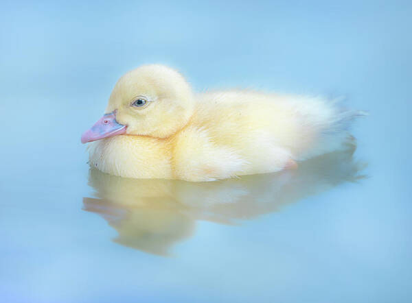 Duck Poster featuring the photograph Baby Duck by Jordan Hill