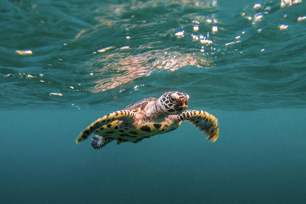 Underwater Poster featuring the photograph Baby Hawksbill Sea Turtle Swims With by Sirachai Arunrugstichai