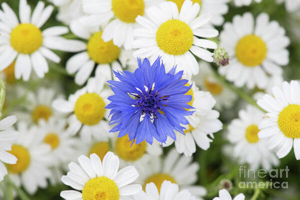 Centaurea Cyanus Poster featuring the photograph Bachelors button by Tim Gainey