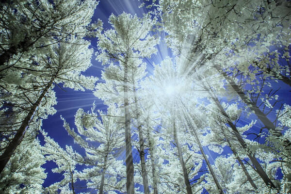 Nature Poster featuring the photograph Backlit Pine Trees in Infrared by Randall Nyhof