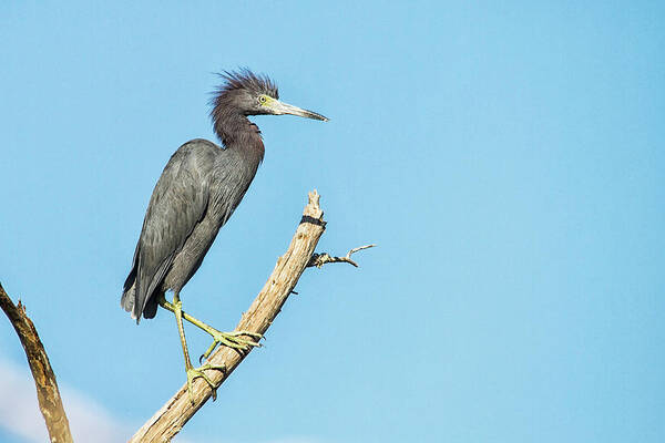 Little Blue Heron Poster featuring the photograph Bad Hair Day Heron by Bob Decker