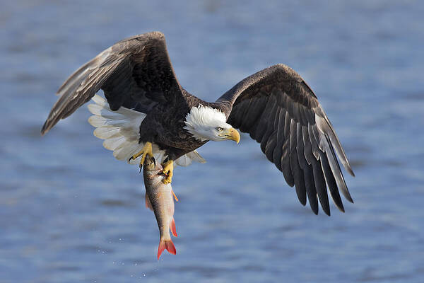 Eagle Poster featuring the photograph Bald Eagle Catching A Big Fish by Jun Zuo