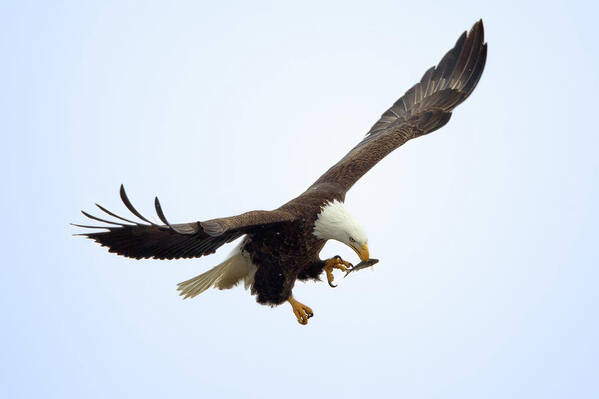 Animal Themes Poster featuring the photograph Bald Eagle Having An Inflight Snack by Todd Ryburn Photography