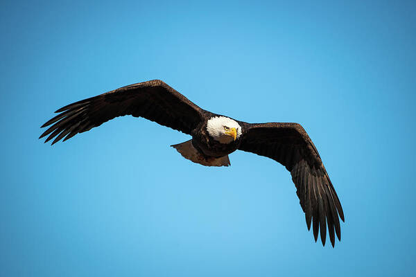 Nature Poster featuring the photograph Bald Eagle In Flight by Jeff Phillippi