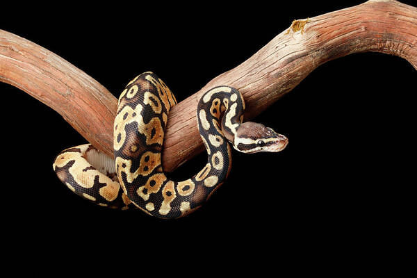 Animals Poster featuring the photograph Ball Python On Branch by David Kenny