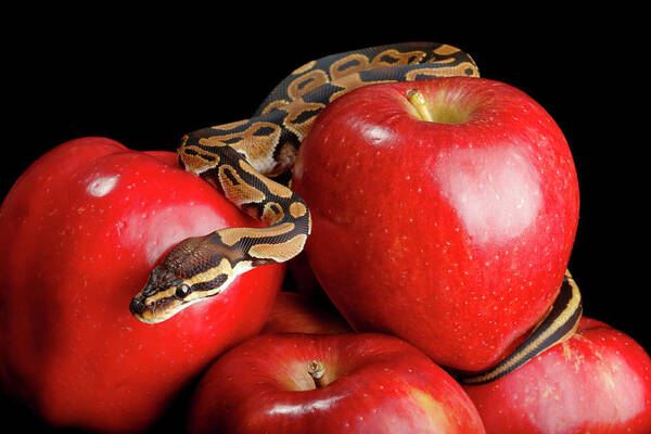 Animals Poster featuring the photograph Ball Python On Red Apples by David Kenny