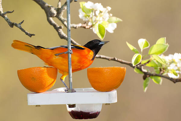 Orange Color Poster featuring the photograph Baltimore Oriole At Feeder by Jhayes44