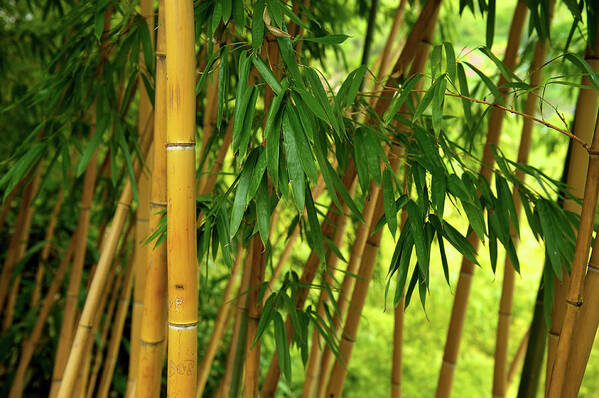 Grass Poster featuring the photograph Bamboo Forest by Ra-photos