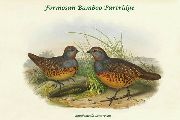 Partridge Poster featuring the painting Bambusicola Sonorivox -Formosan Bamboo Partridge by John Gould