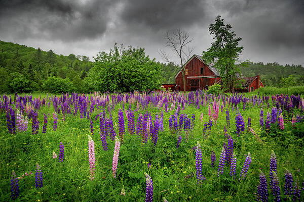 Vermont Poster featuring the photograph Barn and Lupines in the Rain by Tim Kirchoff