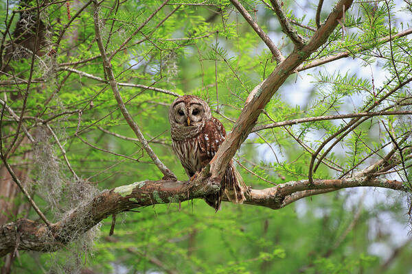 One Animal Poster featuring the photograph Barred Owl, Strix Varia by Louise Heusinkveld