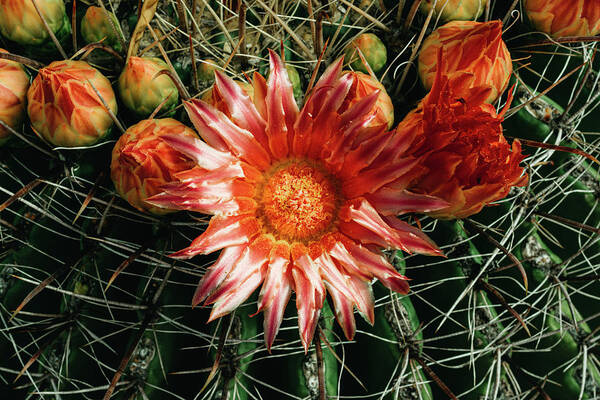 Cactus Poster featuring the photograph Barrel Bloom 2 by Melisa Elliott