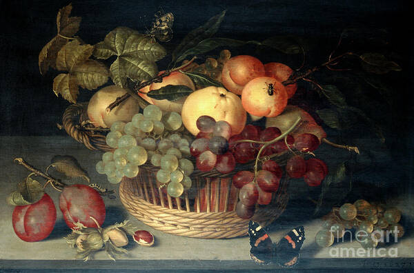 Plum Poster featuring the drawing Basket Of Fruit And Admiral Butterfly by Print Collector
