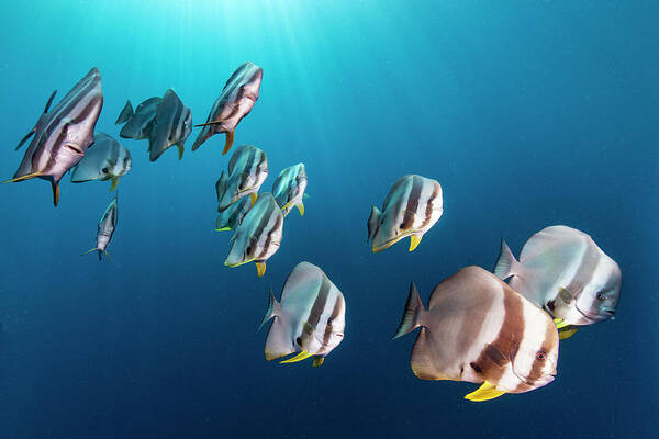 Animal Poster featuring the photograph Batfish School In Maldives by Tui De Roy