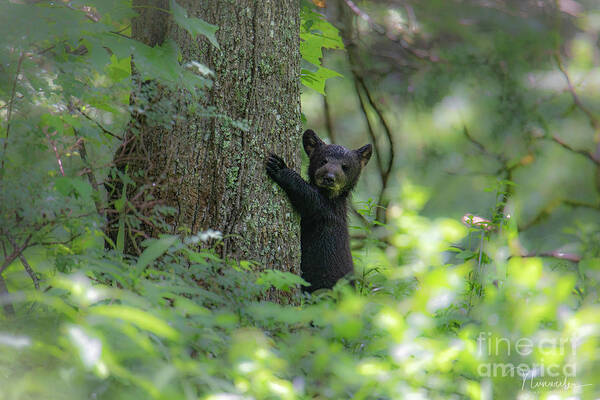 Bear Cub Poster featuring the photograph Bear Cub 01 by Nunweiler Photography