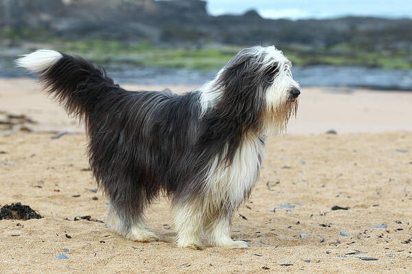 Animals Poster featuring the photograph Bearded Collie 03 by Bob Langrish