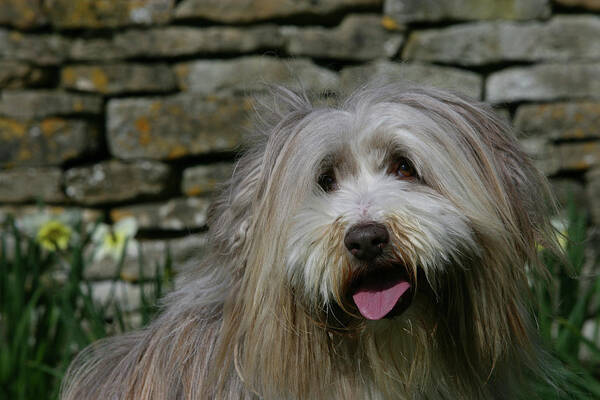 Animals Poster featuring the photograph Bearded Collie 06 by Bob Langrish