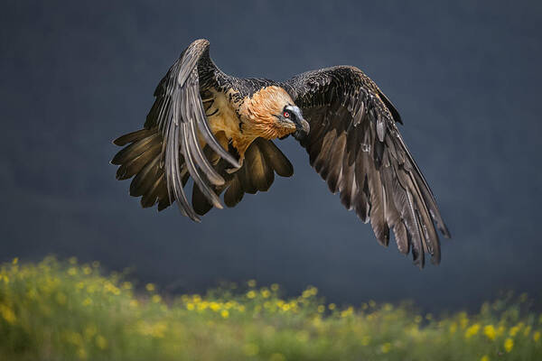 Vulture Poster featuring the photograph Bearded Vulture by Xavier Ortega