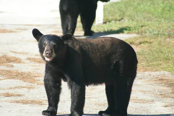 Florida Poster featuring the photograph Beary Cute by Lindsey Floyd