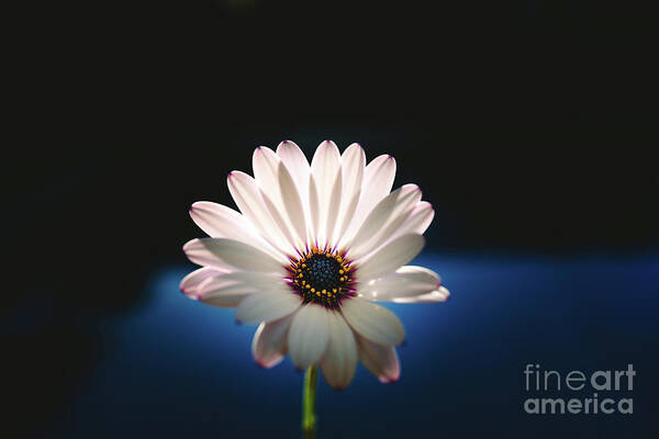 Background Poster featuring the photograph Beautiful and delicate white female flower dark background illum by Joaquin Corbalan