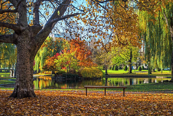 Boston Poster featuring the photograph Beautiful Autumn Colors in the Boston Public Garden Boston MA by Toby McGuire