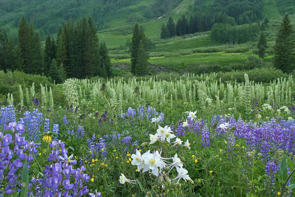 Mountain Poster featuring the photograph Beautiful Evening Mountain Wildflowers by Cascade Colors