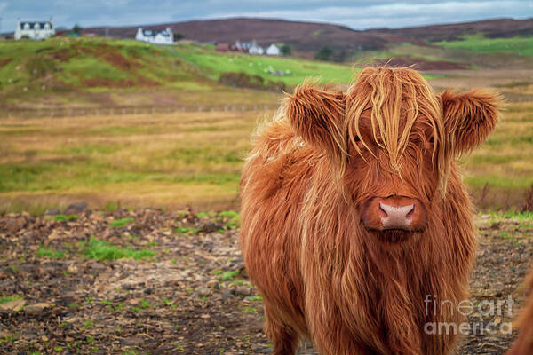 Beautiful Highland Cow Poster featuring the photograph Beautiful Highland Cow by Elizabeth Dow