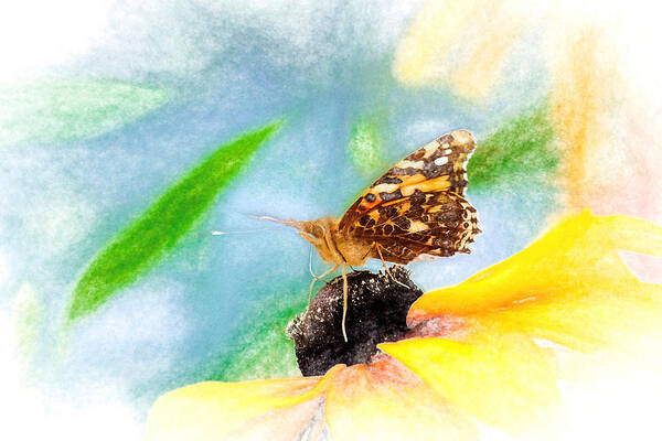 Cosmopolitan Poster featuring the photograph Beautiful Painted Lady Butterfly by Don Northup