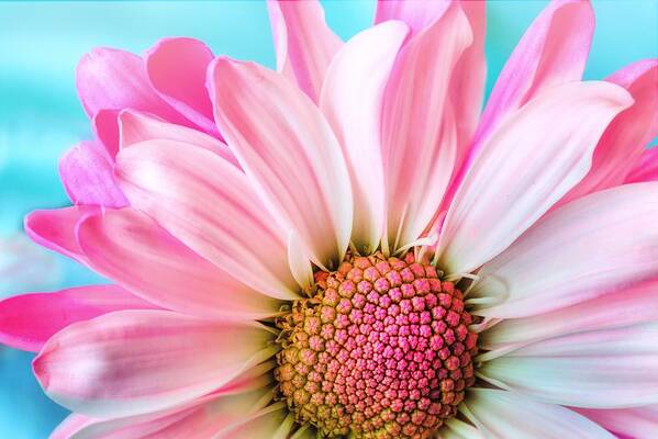 Flower Poster featuring the photograph Beautiful pink flower by Top Wallpapers