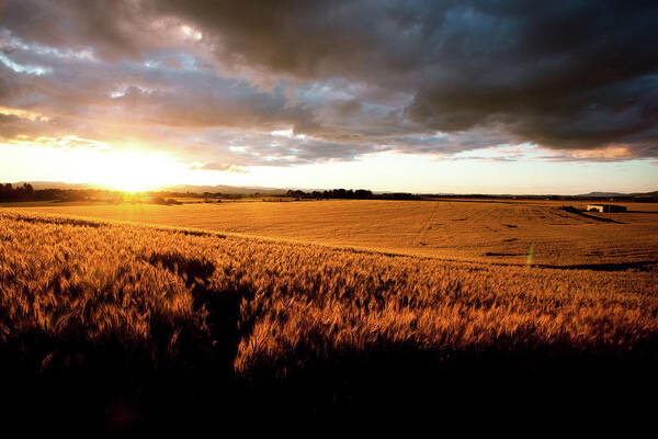 Scenics Poster featuring the photograph Beautiful Sunset Over Ripe Wheat Field by Timnewman