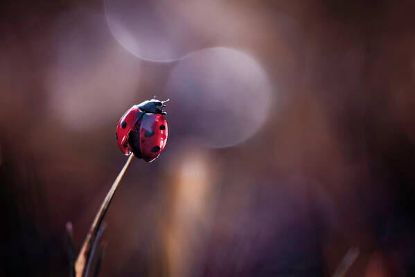 Ladybug Poster featuring the photograph Being Thankful For Nature\'s Bounty by Fabien Bravin