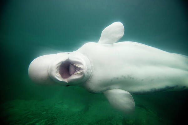 Underwater Poster featuring the photograph Beluga Whale by Paul Souders
