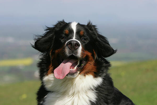 Animals Poster featuring the photograph Bernese Mountain Dog 29 by Bob Langrish