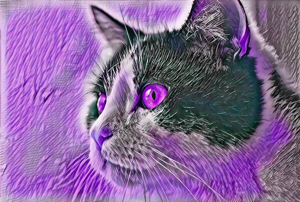 Purple Poster featuring the digital art Big Head Tuxedo Cat Purple Eyes by Don Northup
