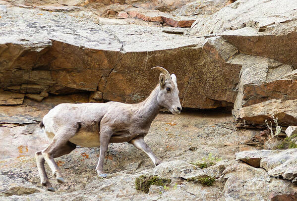 Animals Poster featuring the photograph Bighorn Sheep In Waterton Canyon by Steven Krull