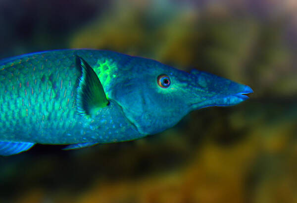 Bird Wrasse Poster featuring the photograph Bird Wrasse by Anthony Jones