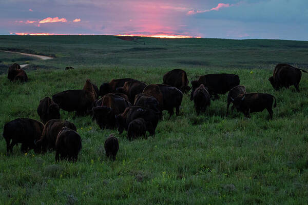 Jay Stockhaus Poster featuring the photograph Bison at Sunset by Jay Stockhaus