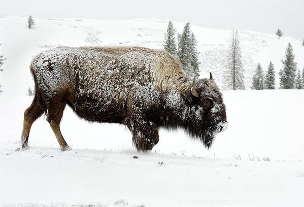 Snow Poster featuring the photograph Bison Foraging In Snow - Yellowstone by Birdimages