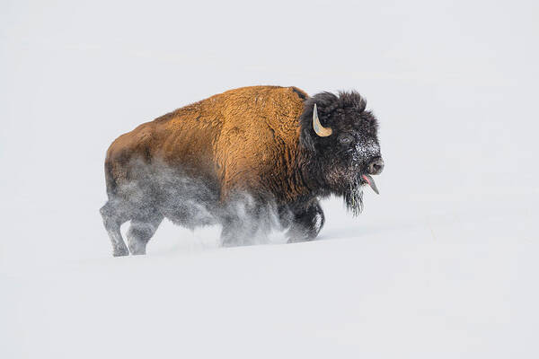 Bison Poster featuring the photograph Bison In The Snow by Debbie Hunt