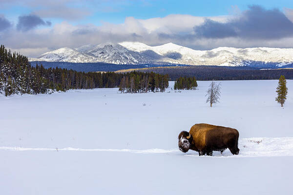 Nature Poster featuring the photograph Bison In Yellowstone by Siyu And Wei Photography