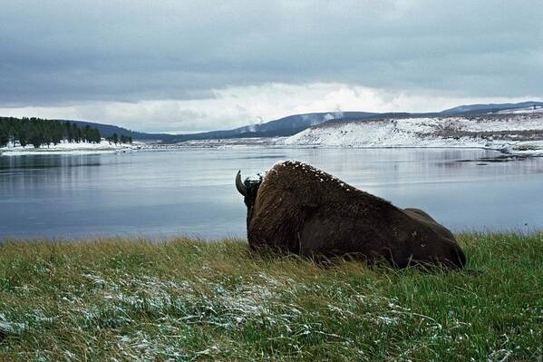 Snow Poster featuring the photograph Bison Resting By Yellowstone River With by Design Pics / David Ponton