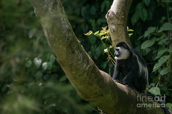 Uganda Poster featuring the photograph Black and White Colobus by Brian Kamprath