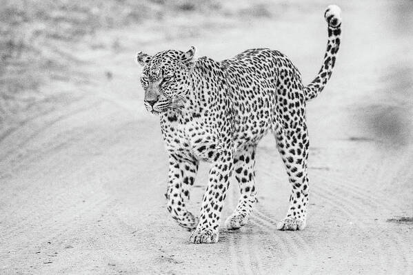 Leopard Poster featuring the photograph Black and white leopard walking on a road by Mark Hunter