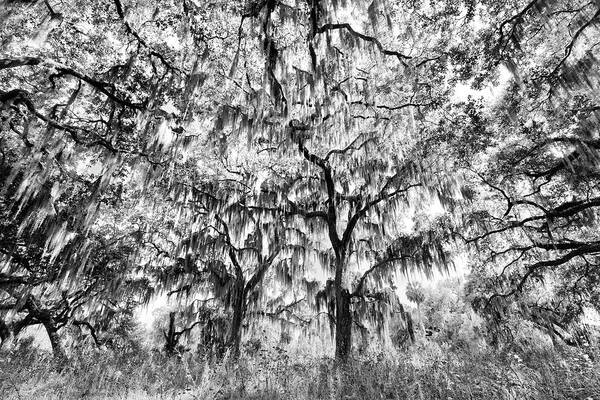 Adam Jones Poster featuring the photograph Black And White Of Live Oaks Draped by Adam Jones