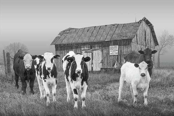 Barn Poster featuring the photograph Black and White Photo of Cattle in the Midwest by a Barn for Sale by Randall Nyhof