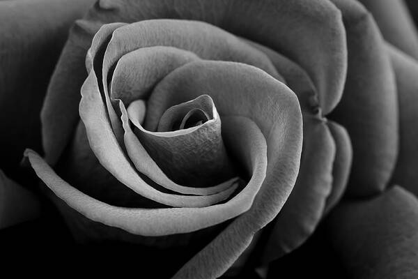 Flower Poster featuring the photograph Black And White Rose by Hblee