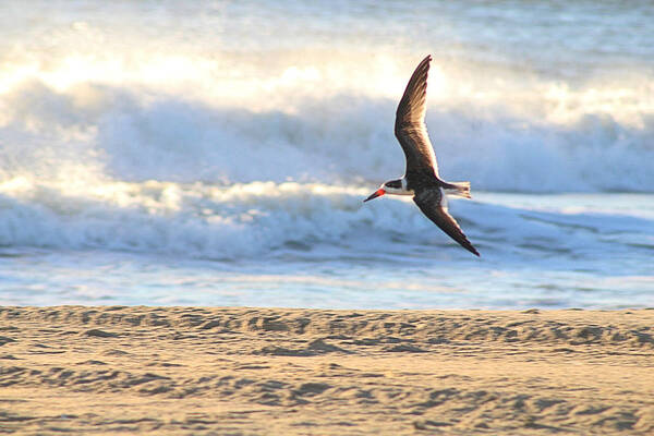 Black Skimmer Poster featuring the photograph Black Skimmer Soaring by Robert Banach