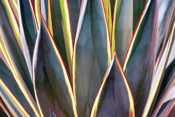 Agave Poster featuring the photograph Blades of Light by Leda Robertson
